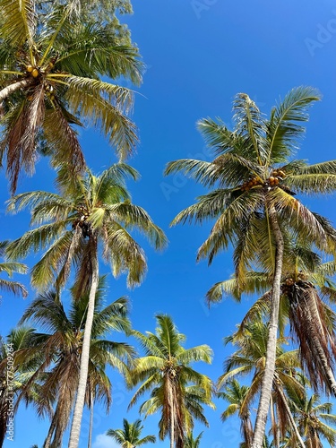 Wallpaper Mural Tropical Palm Trees under Bright Blue Sky – Exotic Island Paradise Nature Background Torontodigital.ca