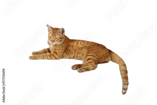 Close-up of a comfortable orange tabby cat lying down isolated on a transparent background png file.