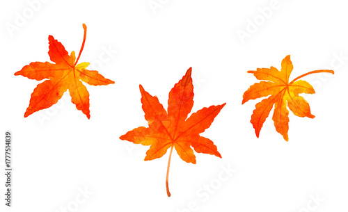 紅葉したもみじの葉のセット　秋の植物の手描き水彩イラスト素材