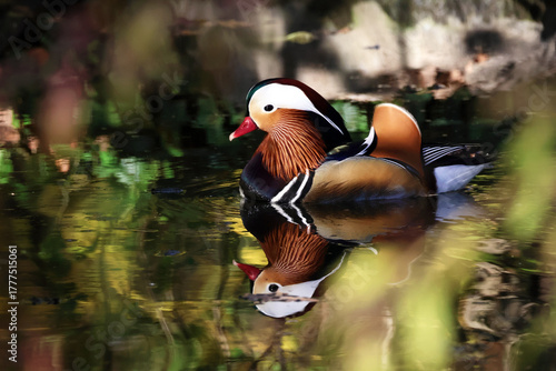 Mandarin duck swimming in reflective pond