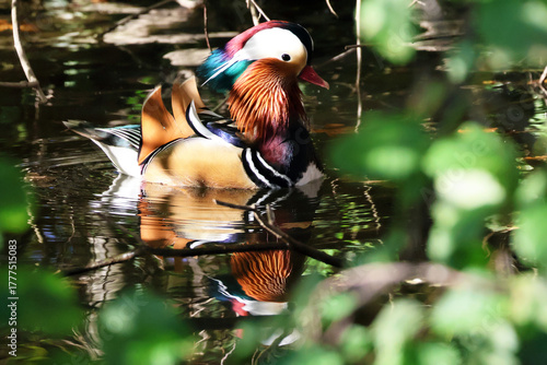 Tableau sur toile Mandarin duck swimming in reflective pond