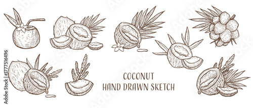 Vector set of coconut sketch in vintage lineart style. Etching coco palm branch, whole fruits, leaves and flowers illustration. Outline drawing design for fabric, textile, food and cosmetic products.