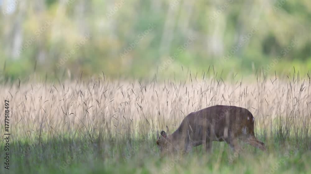 Indian muntjac eating grass while walking on a plain. Muntiacus muntjak, Réserve zoologique de la Haute-Touche, Azay le Ferron, Indre 36, région Centre Val de Loire, France, European Union, Europe