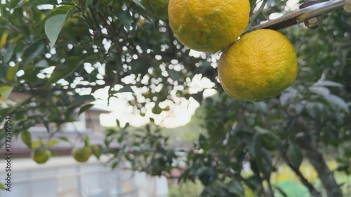 A farmer harvesting ripe yellow yuzu citrus fruits