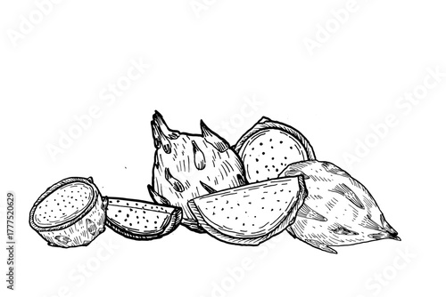 Composition of Dragon fruit with pieces. Vector illustration isolated. Pitaya sketch in linear style.