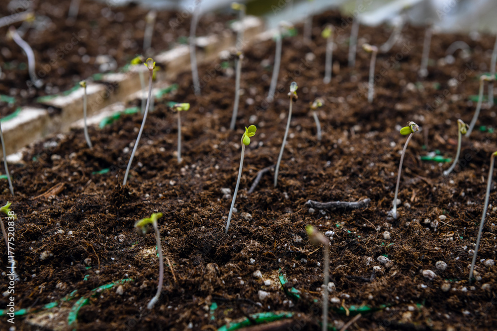 Fototapeta premium Green cannabis leaves in greenhouse
