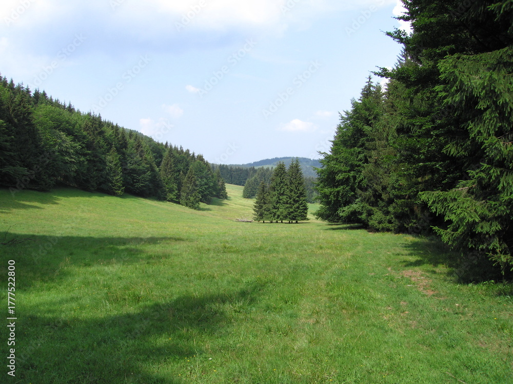 Naklejka premium Lichtung im Fichtenwald im Thüringer Wald