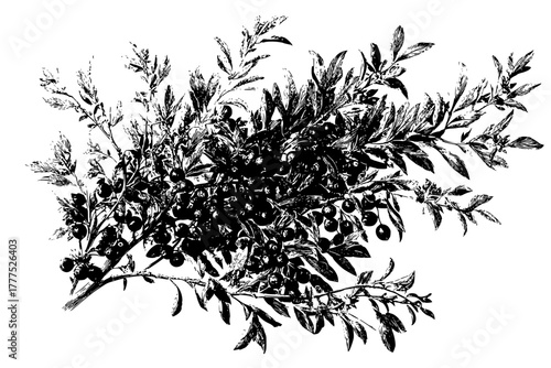 ornate illustration sea buckthorn firethorn | Clean, isolated vector art for creative projects.