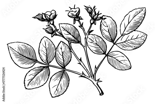 Elegant Botanical Art: Delicate Beauty Nature's Symphony Black White | Clean, isolated vector art for creative projects.