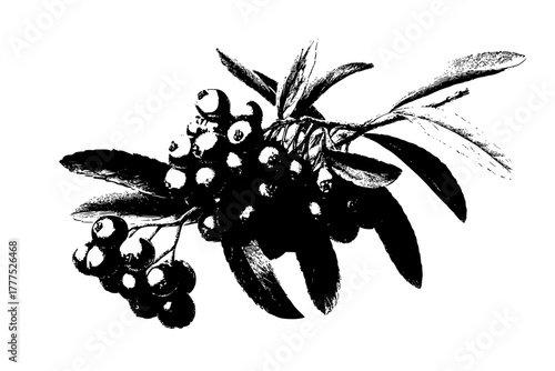 Vibrant Wilderness: Symphony Nature's Palette | Clean, isolated vector art for creative projects.