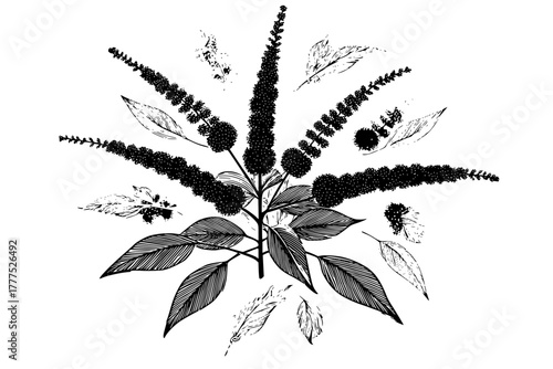 Leucothoe Clethra: Floral Symphony Black White | Clean, isolated vector art for creative projects.