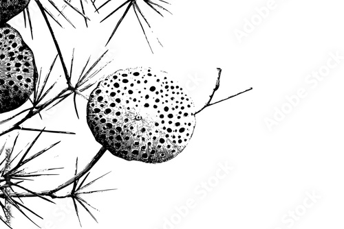 Elegant Flora: Lotus Blossom Rosemary | Clean, isolated vector art for creative projects.