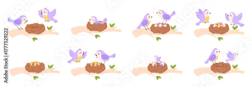 Bird family. Creating family, hatching and feeding chicks step by step. Birds feeds children in nest. Leaving home and freedom metaphor racy vector set