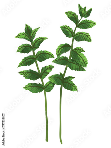 Fresh Mint Hand Drawn Watercolor Vector Illustration. Isolated Elements on White Background