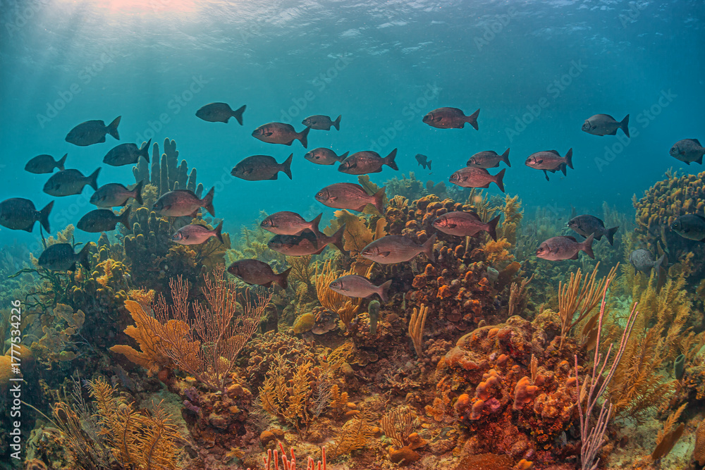 Naklejka premium Caribbean coral garden off sland of Roatan