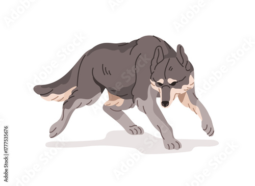 Walking grey wolf in woodland. Wild animal of Eurasian forest, predator of Siberian taiga or Alaska. Wildlife of tundra, dangerous fauna. Flat isolated vector illustration on white background