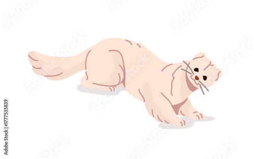 White ferret looks with bended head. Cute polecat with fluffy tail. Funny little animal of forest. Happy wild baby weasel. Wildlife of woodland. Flat isolated vector illustration on white background
