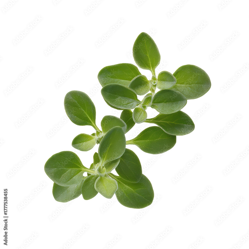 Obraz premium Fresh marjoram herb sprig isolated on transparent background, a sweet aromatic herb used in cooking and medicine