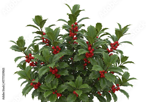 Green leaves red berries plant holly bush