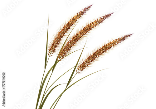 Wheat stalks with feathery plumes brown white
