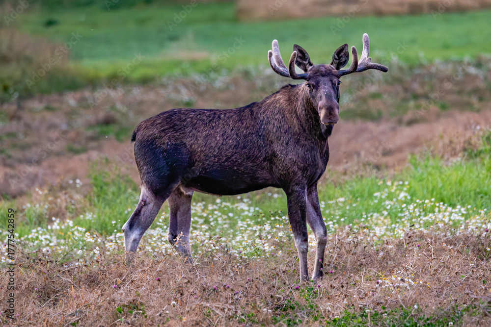 Naklejka premium moose on the meadow