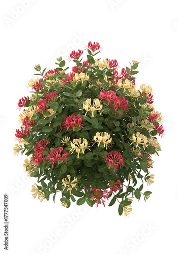 Blooming honeysuckle bush with red and yellow flowers image