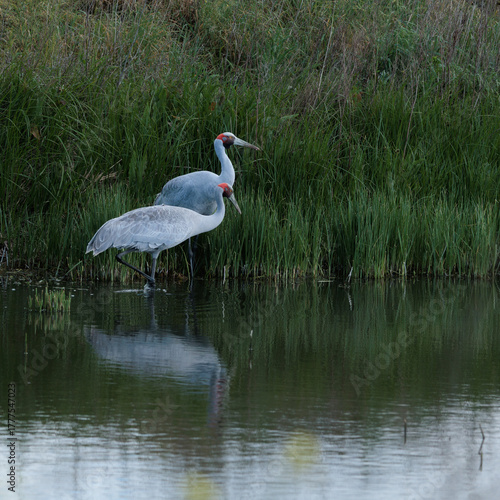 Wallpaper Mural Two Brolgas in the water looking for fish Torontodigital.ca