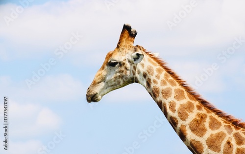 Photography portrait of a giraffe