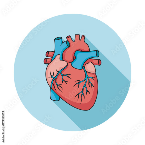 Anatomical Heart Illustration Medical Diagram Healthcare Organ Health Cardiology Circulatory System Artwork Anatomy