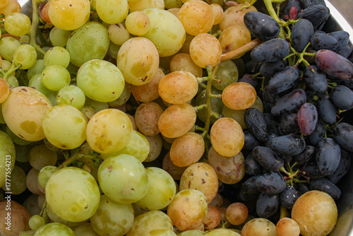 Obraz na plátně Assortment of grape varieties featuring light green, amber-golden and deep purple grapes clustered together