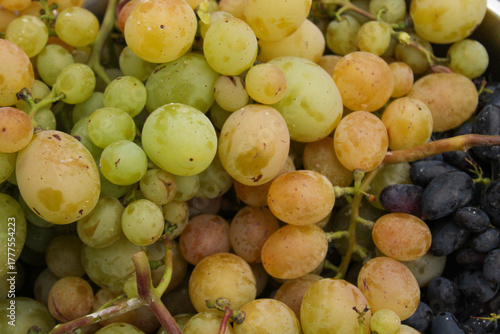 Quadro em tela bunch of grapes