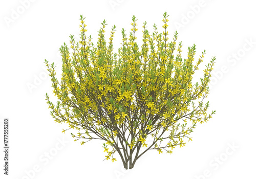 Yellow flowering shrub with green leaves plant yellow flowers