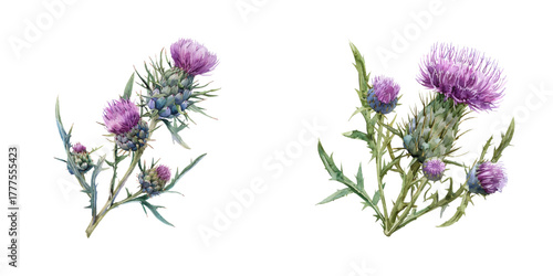 thistle flower watercolor vector illustration
