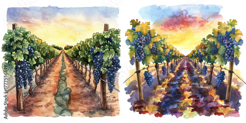 vineyard at sunset watercolor vector illustration