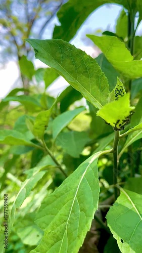 Ants Crawling on Green Plant Leaves