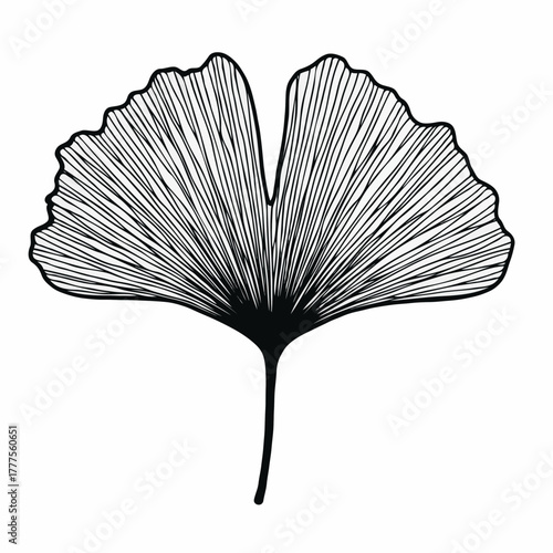 Ginkgo biloba leaf line art vector — elegant botanical illustration with fine contour lines, minimalist design for tattoo, wellness branding, and nature-inspired decor