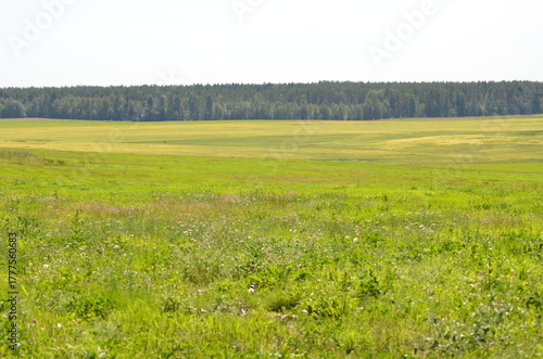 Wide green field. Summer sunny day, low cumulus clouds float across the sky. Ahead is a wide field with green short grass. Tall trees grow along the edges of the field, surrounding it on all sides.