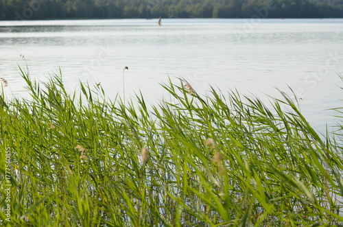 Reeds grow in water. Summer evening near a forest lake, reeds grow in the water near the shore on thin long stems, ripe yellow inflorescences of the plant rise. They sway in the wind.