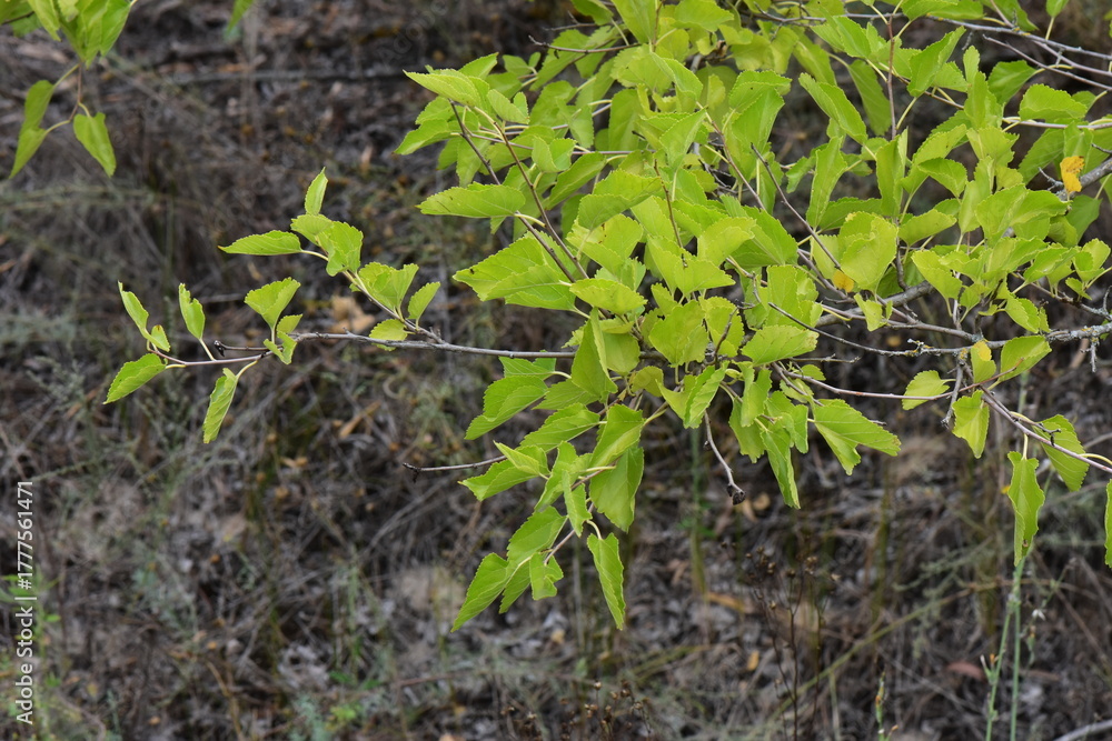 Obraz premium Branch of birch tree with green leaves on blurred background