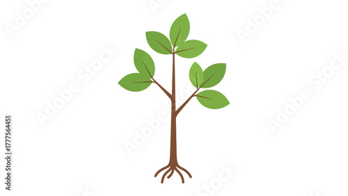 Simple illustration of a young tree with green leaves and brown roots