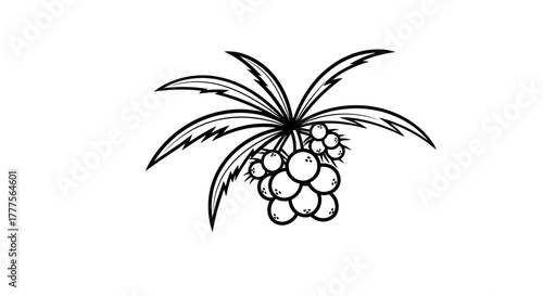 Illustration of a stylized plant with long leaves and a cluster of round fruits or berries, depicted in black and white.