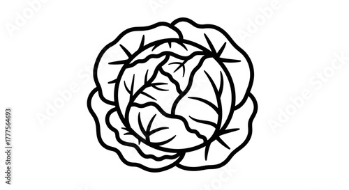 A black and white graphic illustration of a cabbage head with detailed leaf outlines.