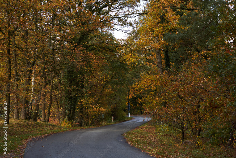 Obraz premium road in autumn forest