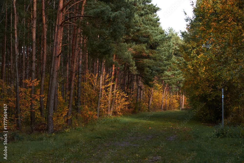 Obraz premium autumn in the forest