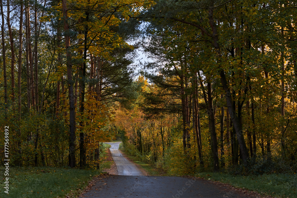 Obraz premium road in the forest