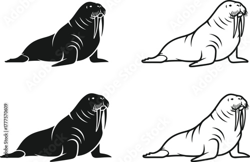 Four walrus illustrations in black and white on a white background