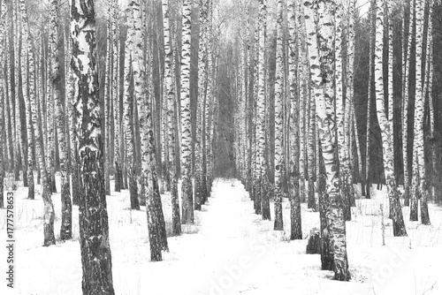 black-and-white photo with white birches