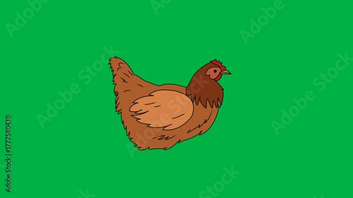 A lively 2D animated cartoon brown hen walks confidently on a green screen chromakey background, ideal for farm animal animations, educational content, or storytelling videos requiring isolated