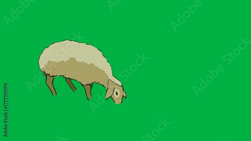 Fluffy 2D animated cartoon sheep lies resting on a green screen chromakey background, great for farm relaxation, wool themes, or peaceful livestock scenes in calm, rural, and educational video