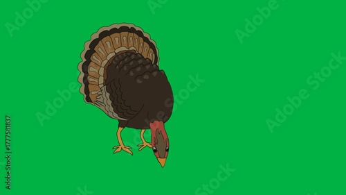 Proud 2D animated cartoon turkey displays full plumage on a green screen chromakey background, ideal for Thanksgiving celebration, farm pride, or festive poultry characters in holiday and rural